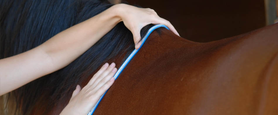 Снятие мерок лошади