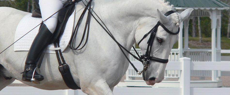 Loxley by Bliss - Quality leather saddles